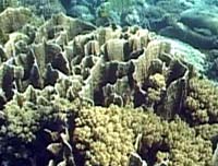 Millepora platyphylla ����� ������ *  Photo: A. Aronov 